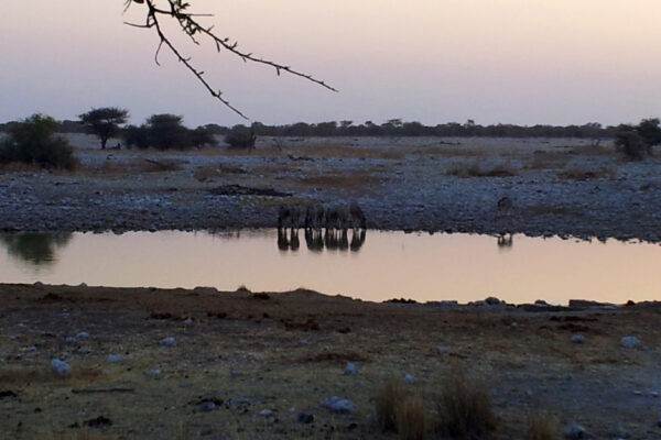 Zebra Etosha