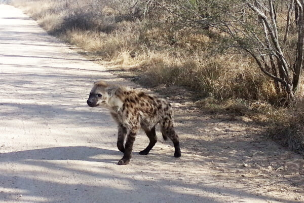 Hyena kruger