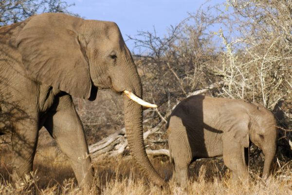 Elefante Kruger