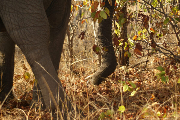 Elefante e proboscide