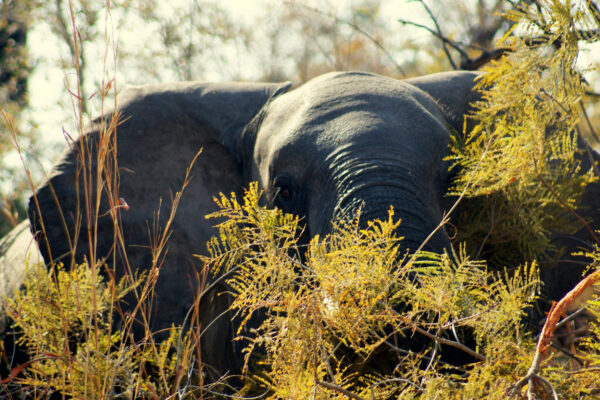 Elefante Namibia