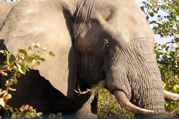 Elefante africano