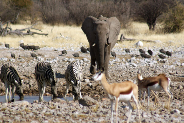 Elefanti Etosha