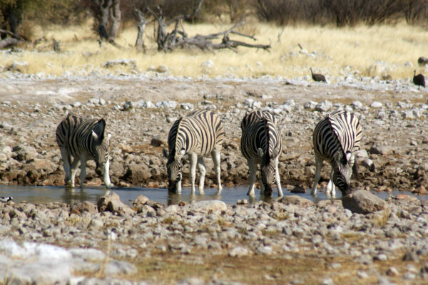 Zebre Etosha