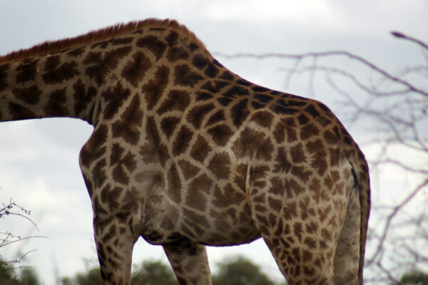 WildWoobinda safari in Africa