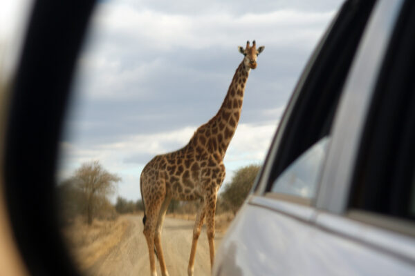 Giraffa Sudafrica