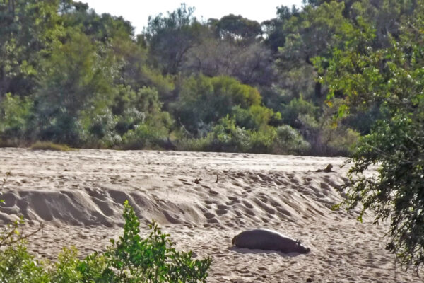 Ippopotamo e leopardo