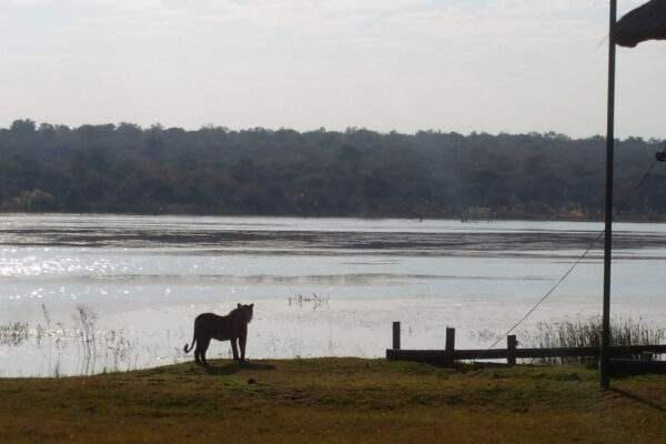 WildWoobinda safari in Africa