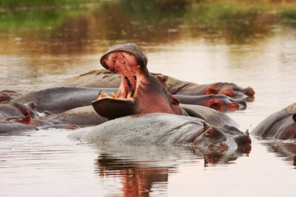 WildWoobinda safari e viaggi esotici
Ippopotamo