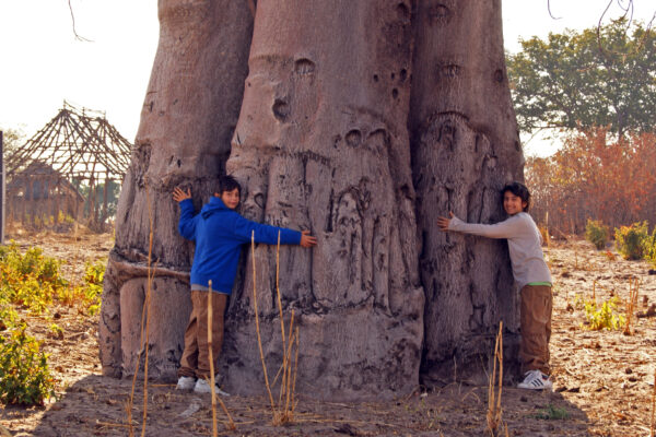 Samu Baobab