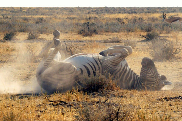 Zebra Etosha